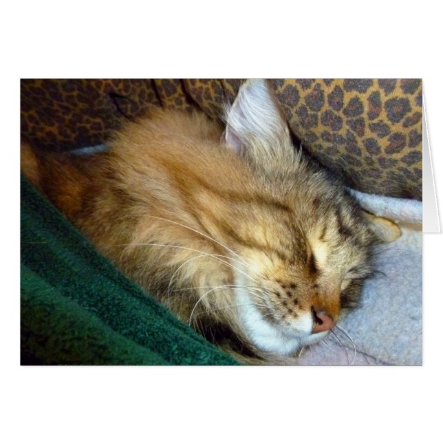 Sweetly dreaming (Front Horizontal)