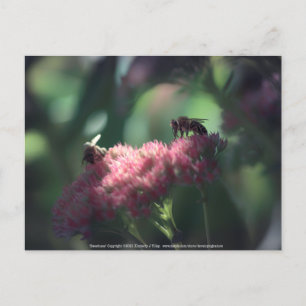 Sweetness Postcard