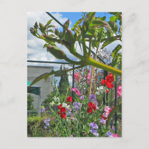 Sweetpea Gala Postcard