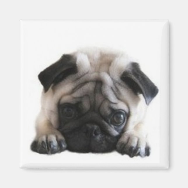 SweetPea Pugs Square Fridge Magnet (Front)
