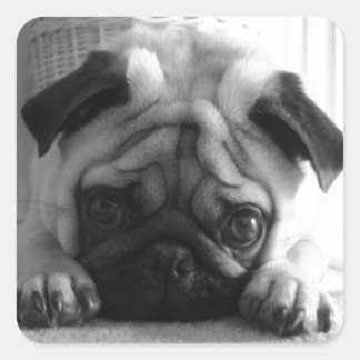 SweetPea Pugs Square Sticker