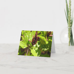 Sweetshrub (Calycanthus floridus) Holiday Card