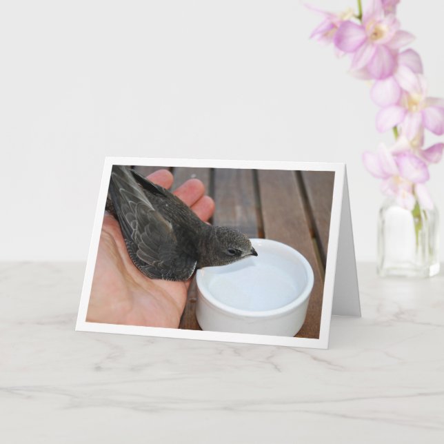 Swift Bird Drinking from Bowl Card (Orchid)