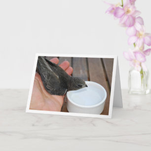 Swift Bird Drinking from Bowl Card