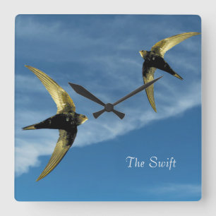 Swift Bird Image for Square Wall Clock