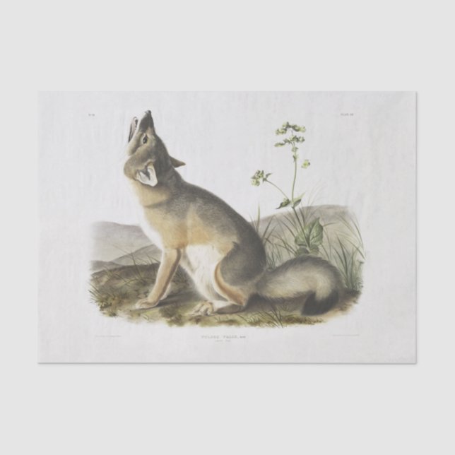 Swift Fox. Male. (Vulpes velox) Woodland decoupage Tissue Paper (Front)