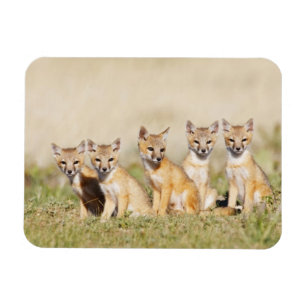 Swift Fox (Vulpes macrotis) young at den burrow, 2 Magnet