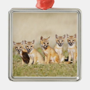 Swift Fox (Vulpes macrotis) young at den burrow, 2 Metal Tree Decoration