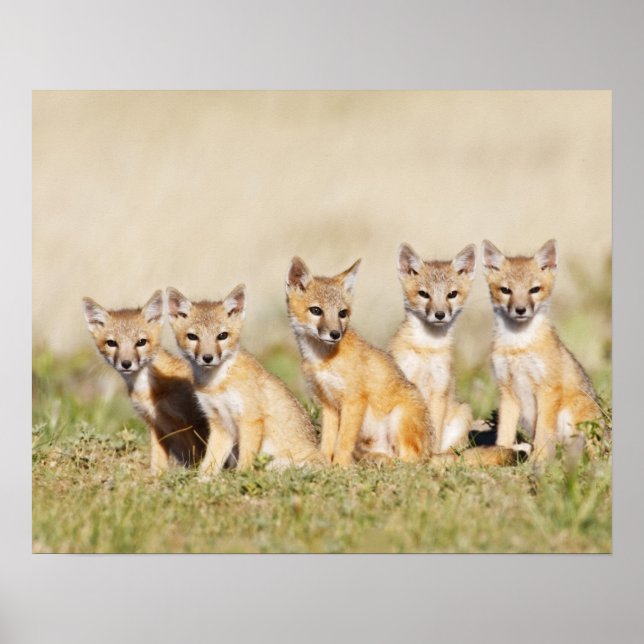 Swift Fox (Vulpes macrotis) young at den burrow, 2 Poster (Front)