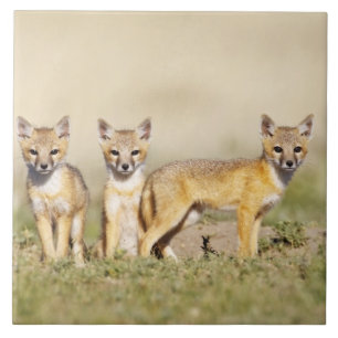 Swift Fox (Vulpes macrotis) young at den burrow, 3 Ceramic Tile