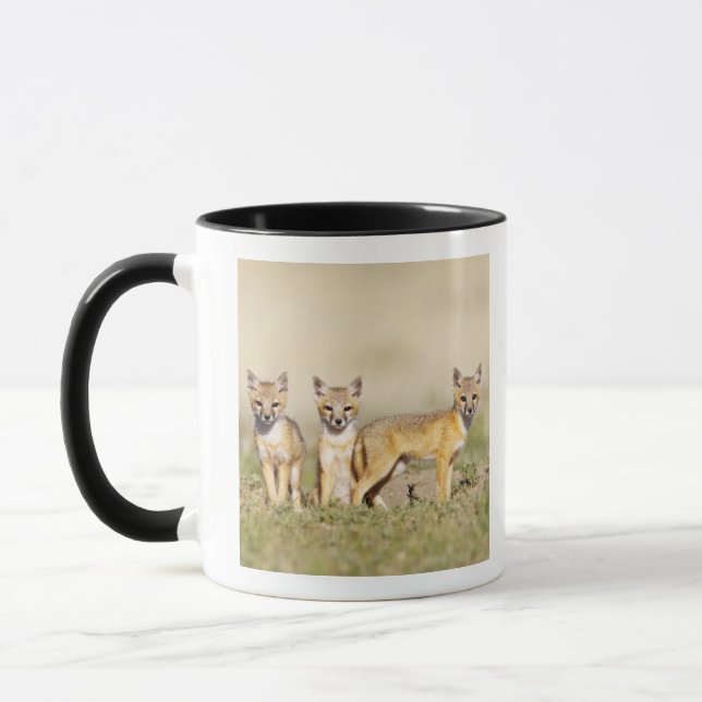 Swift Fox (Vulpes macrotis) young at den burrow, 3 Mug (Left)