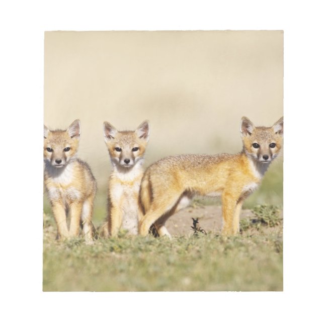 Swift Fox (Vulpes macrotis) young at den burrow, 3 Notepad (Front)