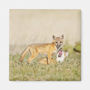 Swift Fox (Vulpes macrotis) young at den burrow, 4 Magnet