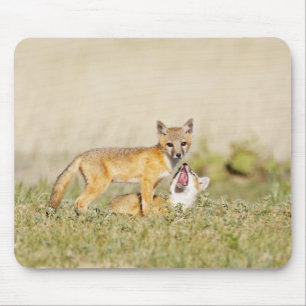 Swift Fox (Vulpes macrotis) young at den burrow, 4 Mouse Pad