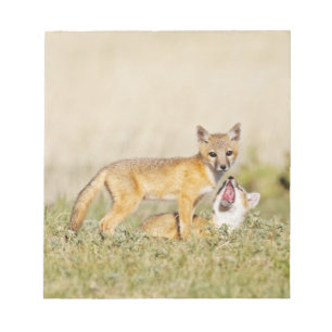Swift Fox (Vulpes macrotis) young at den burrow, 4 Notepad