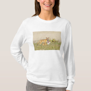 Swift Fox (Vulpes macrotis) young at den burrow, 4 T-Shirt