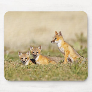 Swift Fox (Vulpes macrotis) young at den burrow, 5 Mouse Pad
