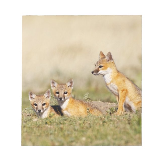 Swift Fox (Vulpes macrotis) young at den burrow, 5 Notepad (Front)