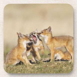 Swift Fox (Vulpes macrotis) young at den burrow, Coaster