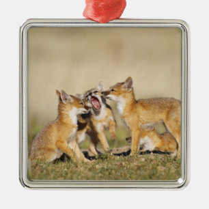 Swift Fox (Vulpes macrotis) young at den burrow, Metal Tree Decoration