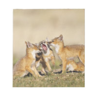 Swift Fox (Vulpes macrotis) young at den burrow,