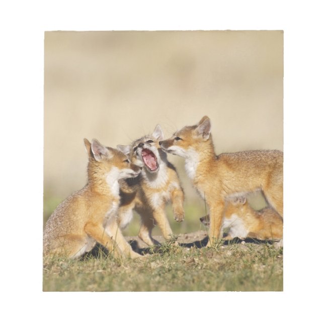 Swift Fox (Vulpes macrotis) young at den burrow, Notepad (Front)
