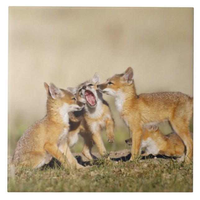 Swift Fox (Vulpes macrotis) young at den burrow, Tile (Front)