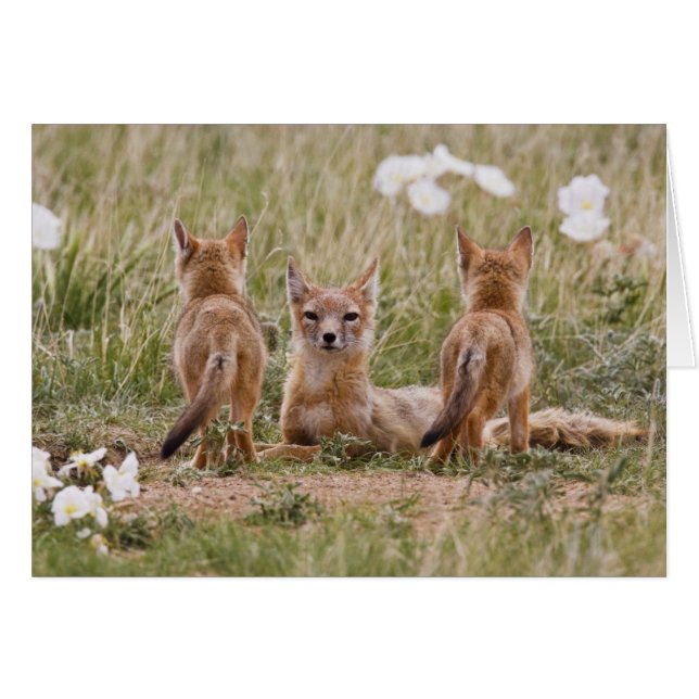 Swift Fox (Vulpes velox) female with young at (Front Horizontal)