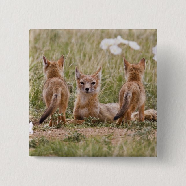 Swift Fox (Vulpes velox) female with young at 15 Cm Square Badge (Front)