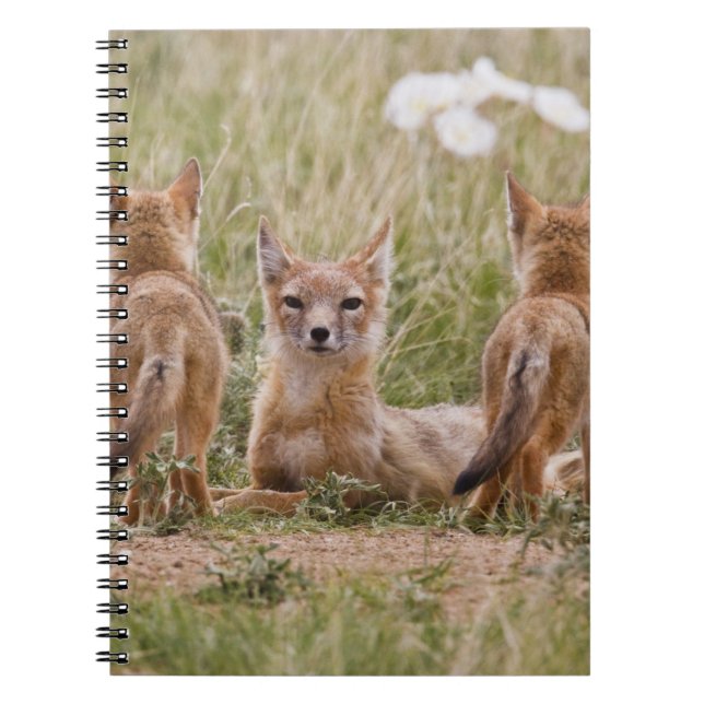 Swift Fox (Vulpes velox) female with young at Notebook (Front)