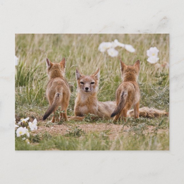 Swift Fox (Vulpes velox) female with young at Postcard (Front)