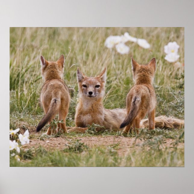 Swift Fox (Vulpes velox) female with young at Poster (Front)