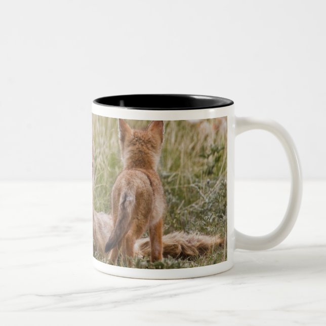 Swift Fox (Vulpes velox) female with young at Two-Tone Coffee Mug (Right)
