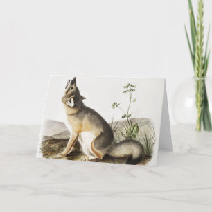 Swift Fox (Vulpes velox) Illustration Card