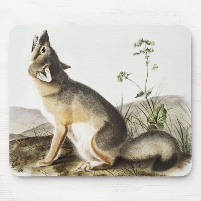 Swift Fox (Vulpes velox) Illustration Mouse Pad (Front)