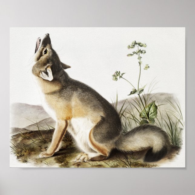 Swift Fox (Vulpes velox) Illustration Poster (Front)