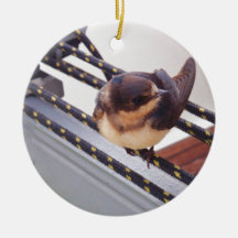 Swift Migrating By Yacht