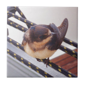 Swift Migrating By Yacht Tile
