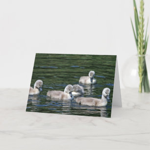 Swim Friends Card