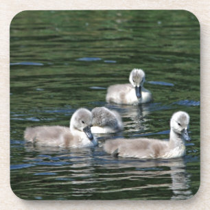 Swim Friends Coaster