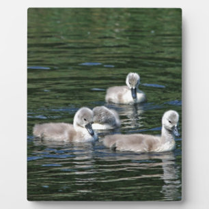 Swim Friends Plaque