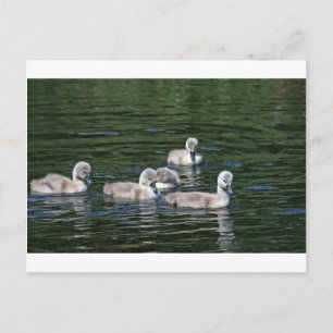 Swim Friends Postcard