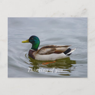 Swim Mallard Swim Postcard