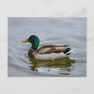 Swim Mallard Swim Thank You Postcard