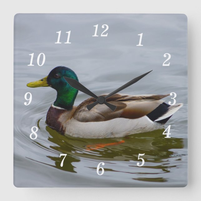 Swim Mallard Swim Wall Clock (Front)