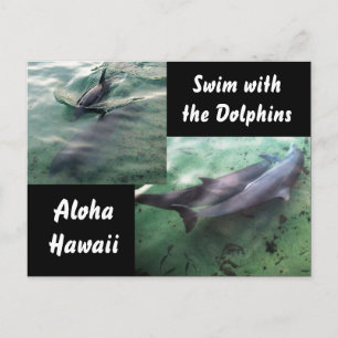 Swim with Dolphins Hawaii  Postcard