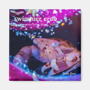 Swimmer Crab (Lissocarcinus laevis Miers, 1886 ) Magnet