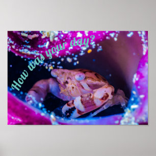 Swimmer Crab (Lissocarcinus laevis  Miers, 1886 ) Poster