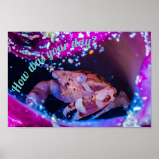 Swimmer Crab (Lissocarcinus laevis  Miers, 1886 ) Poster