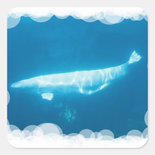 Swimming Beluga Whales Sticker (Front)
